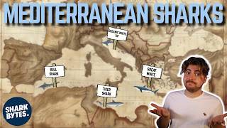 What Sharks are HIDING in the Mediterranean [upl. by Wyne]