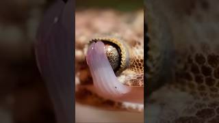 Have You Ever Seen A Gecko Lick It’s Eyes gecko macro wildlife nightlife relaxingnight [upl. by Crosley39]