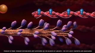 Muscle Contraction  Cross Bridge Cycle [upl. by Aicercal843]