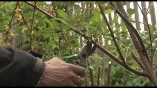 How To Prune Spring Flowering Garden Shrubs  Garden Ideas amp Tips  Homebase [upl. by Kcirdneh]