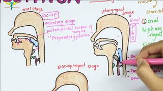 Deglutition or Swallowing  Physiology [upl. by Timotheus]