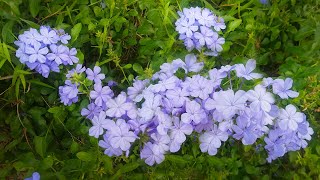 Blue Plumbago Plant Plumbago auriculata [upl. by Witkin]