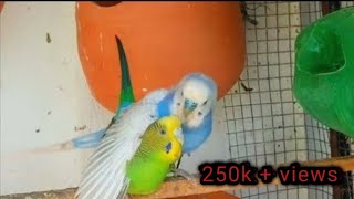 October 27 2023 Budgies mating  parakeet singing birds budgies nature [upl. by Araed]