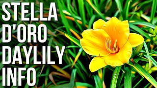 Stella D’Oro Daylily Care And Info  How To Grow And Care For Stella D’Oro Daylilies [upl. by Aseek544]