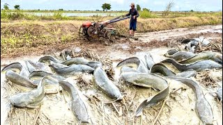 Wow Amazing Fishing In the plowing season fishermen catch more fish in the fields by hand [upl. by Fabien]