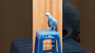 africangreylover africangrey greyparrot parrot [upl. by Enneibaf]