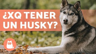 VENTAJAS de tener un HUSKY SIBERIANO 🐺 Top 5 RAZONES [upl. by Teeter]