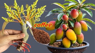 3 creative ideas to use coffee grounds to propagate mango trees easily [upl. by Haikezeh400]