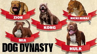 Hulks Family Tree Meet All The Dogs Of DDK9s  DOG DYNASTY [upl. by Halbert]