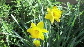 Daffodils at the Resurrection by Doug Hanks [upl. by Snevets]