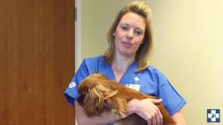 Our Services Dog neutering explained [upl. by Eloc]