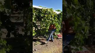 Cosecha de uvas 🍇 en california trabajodecampo cosecha fruit cosechadora [upl. by Annirak]