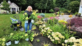 Gorgeous amp Compact Hydrangeas Swapping Wee White Hydrangeas to Firelight Tidbit Hydrangeas [upl. by Fosdick230]