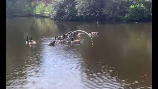 Sheffield Meadowhall canal [upl. by Anneirda493]