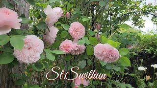 St Swithun English Climbing Rose  David Austin Roses [upl. by Zandt]