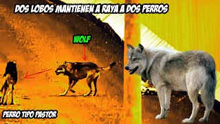 Dos Lobos versus Dos Perros El Choque de dos Mundos EL Salvaje y el Domestico [upl. by Inaniel275]