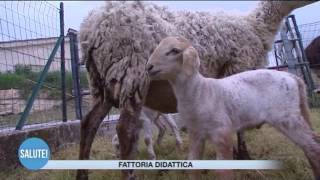 Fattoria didattica [upl. by Dyal]