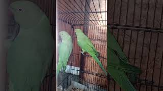 Indian Ringneck and Alexandrine parakeet zazu [upl. by Ecnarolf768]