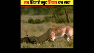 जब शिकारी खुद शिकार बन गया shorts escape gazelle [upl. by Aiet]