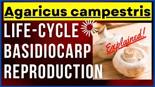Fungus Agaricus campestris Mushroom Life Cycle Features Characteristics with Diagram  Reproduction [upl. by Januarius]