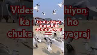 Mahakumbh 2025 Mein aaye Videshi mehman videshi birds shorts shortfeed ytshorts mahakumbh2025 [upl. by Ttnerb320]