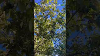 Indian Tree 🌳 in Zambia  travelvlog zambia lusakazambia tree traveling exploretheworld [upl. by Samira]