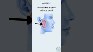 Anatomy spotter  Salivary gland masterdentistry [upl. by Kristofor]