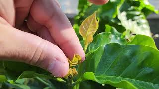 Growing Arabica Coffee Plant in a pot [upl. by Etnuahs]