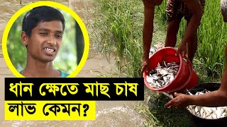 ধান ক্ষেতে মাছ চাষ করবেন কিভাবে লাভ কেমন Safollo Kotha Ep 22 [upl. by Starlin]