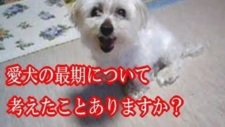 愛犬の最期について考えたことありますか？Think of the death of the dog [upl. by Mcclary]