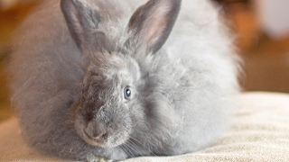 Super Fluffy French Angora Rabbit [upl. by Horwitz]