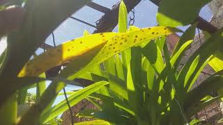 FALANDO SOBRE AS ENCYCLIA É OS ONCIDIUM 🌿🌷 [upl. by Aymahs]