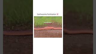 Earthworms Fertilization 🔥😍 shorts earthworm shirazivillagevlog [upl. by Ynner]