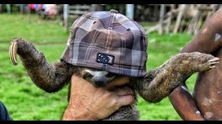 Sloths  Never Give your hat to a sloth Amazon Rain Forest [upl. by Ahsias]