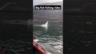 Big fish fishing video fishinglife fishtank fisherman fishvideo river aquarium catfish fish [upl. by Airotcivairam985]