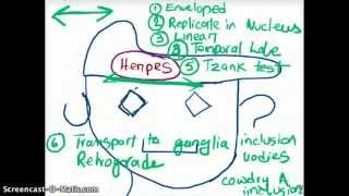 EASY WAYS TO REMEMBER DNA VIRUSES [upl. by Urbain]