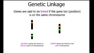 102 Dihybrid Crosses and Linkage [upl. by Nivlak]