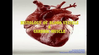 Microanatomy of Blood vessels Cardiovascular system [upl. by Audette]