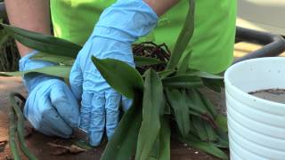 How to repot an orchid Paphiopedilum [upl. by Moitoso]