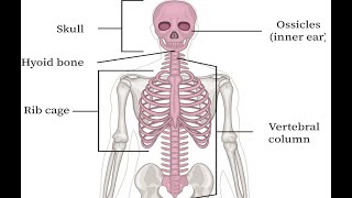 Two Minutes of Anatomy Axial Skeleton [upl. by Kraft]