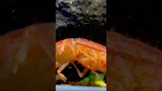 shrimps breading fish viral fishfreekzs aquariumfishfish aquaria aquarium trendingshorts [upl. by Shel711]