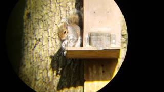 Vermin scoped shooting a squirrel feeder hw100 [upl. by La Verne]