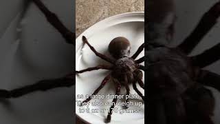 🕷️ Exploring the Goliath BirdEating Tarantula Natures Giant 🌿🌏 [upl. by Rehpotsirk497]