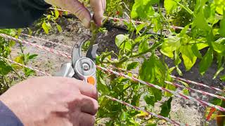 Pruning chilli plants [upl. by Bee149]