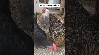 Using chicken nuggets to motivate my laying hens [upl. by Acisej]