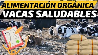 🐄🌱 Todo sobre la Alimentación Orgánica para Vacas Lecheras 🥛✨ [upl. by Nimajneb36]