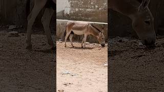 Donkey in desert crowdfarming animalsviral foryou donkey subscribedonkeyking desertlifestyle [upl. by Eedolem]