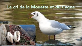 Cri de la MOUETTE et du CYGNE TUBERCULE  HERON CENDRE [upl. by Kala]