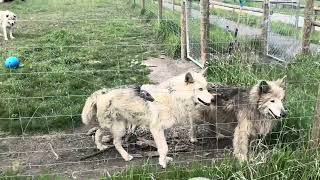 Yamnuska Wolfdog Sanctuary [upl. by Ainehs645]