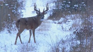 Hunting a 190” Typical Whitetail in Alberta  Canada in the Rough [upl. by Lemcke401]